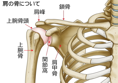 肩の骨について