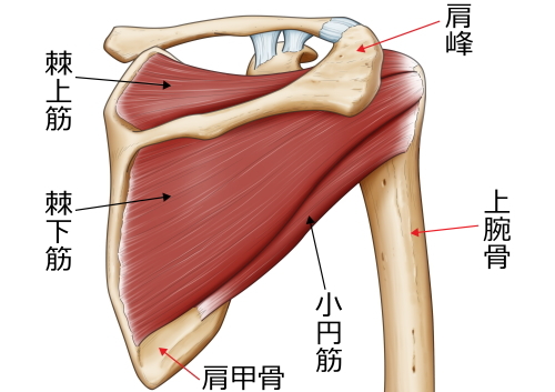 三角筋や上腕三頭筋腱をとりのぞいたイラスト