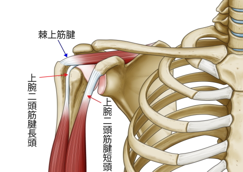 肩につく腱