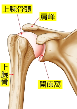 正常な肩関節