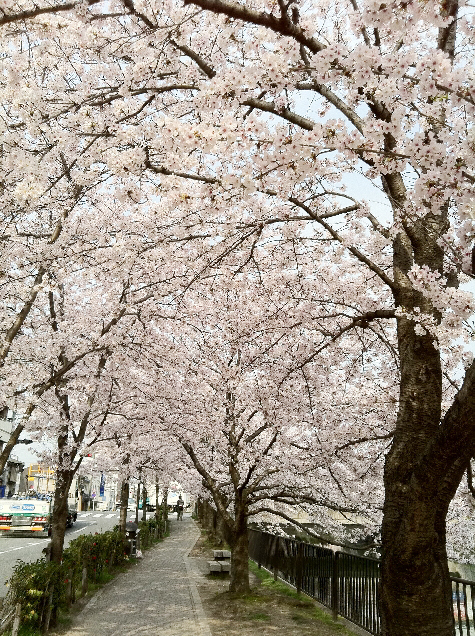 桜