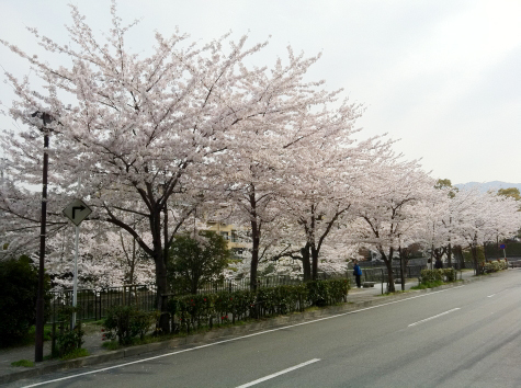 桜