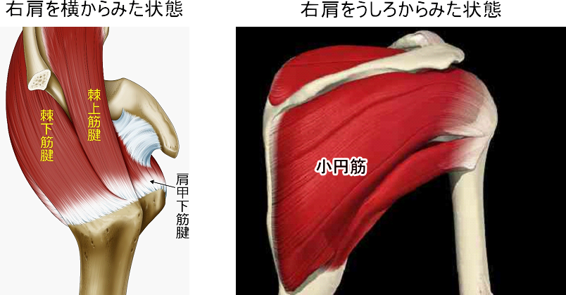 肩甲下筋腱と小円筋