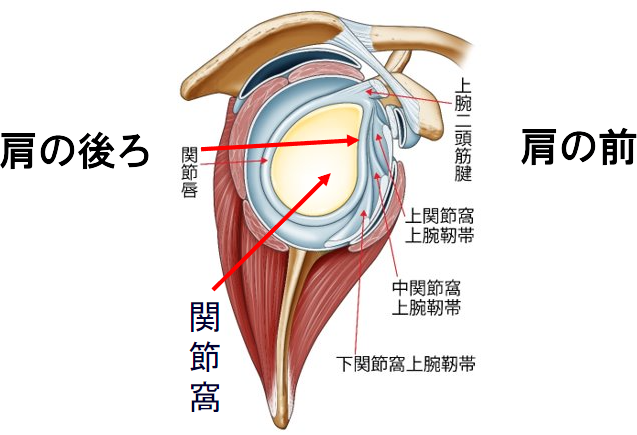 右肩のイラスト​