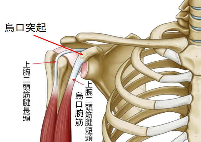 共同筋腱​